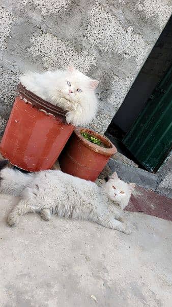 Persian Kittens / Persian Cat Babies / cat for sale 16