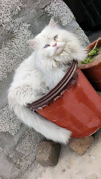 Persian Kittens / Persian Cat Babies / cat for sale 18