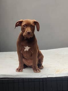 pitbull female puppies available. age   3 months