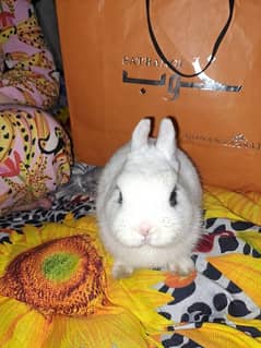 i am selling cute fancy pure supreme quality punch face Hotot rabbit