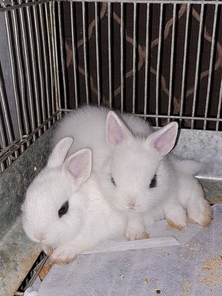 i am selling cute fancy pure supreme quality punch face Hotot rabbit 1