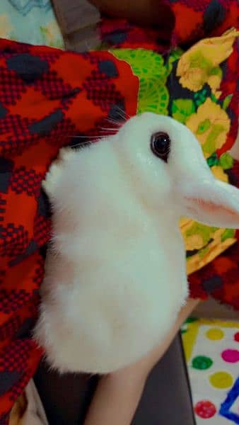 i am selling cute fancy pure supreme quality punch face Hotot rabbit 2