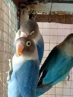 blue mask adult pair