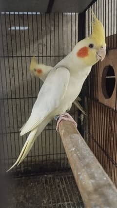 Cocktail & lovebirds breeder pairs for sale