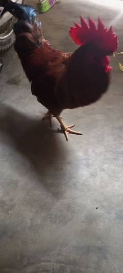 Pure Desi Rooster for sale 0