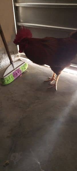 Pure Desi Rooster for sale 1