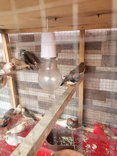 Urgent Sale Finches & dimond dove In Lahore also cages