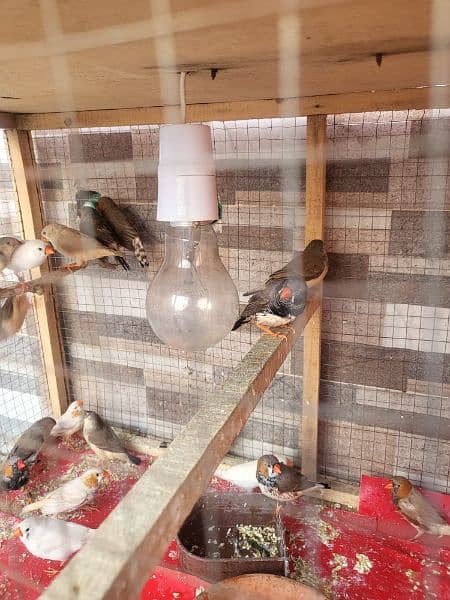Urgent Sale Finches & dimond dove In Lahore also cages 0