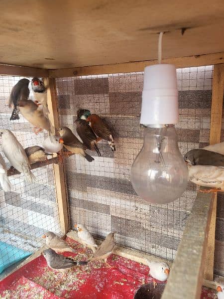 Urgent Sale Finches & dimond dove In Lahore also cages 2