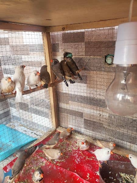 Urgent Sale Finches & dimond dove In Lahore also cages 3
