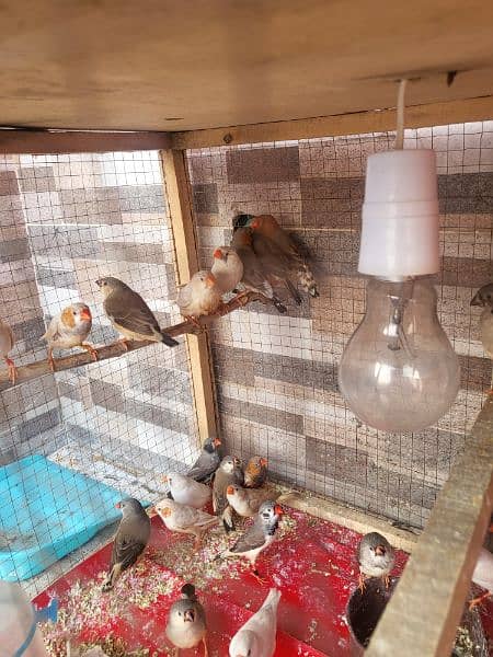 Urgent Sale Finches & dimond dove In Lahore also cages 4