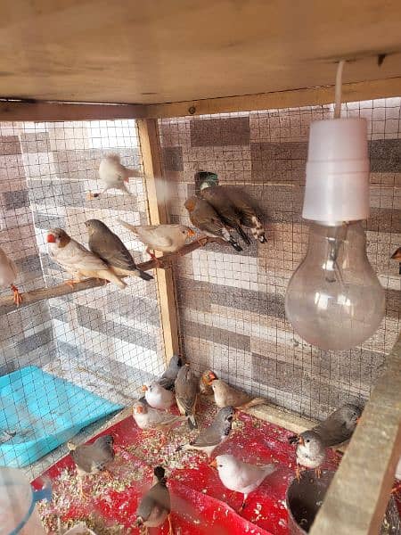 Urgent Sale Finches & dimond dove In Lahore also cages 5