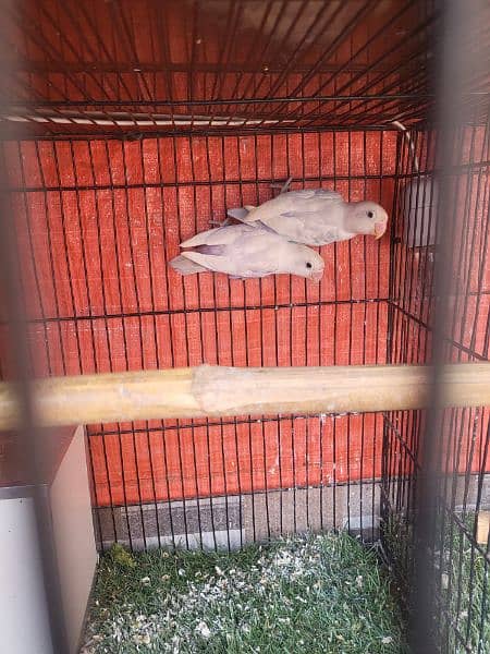 Urgent Sale Finches & dimond dove In Lahore also cages 6