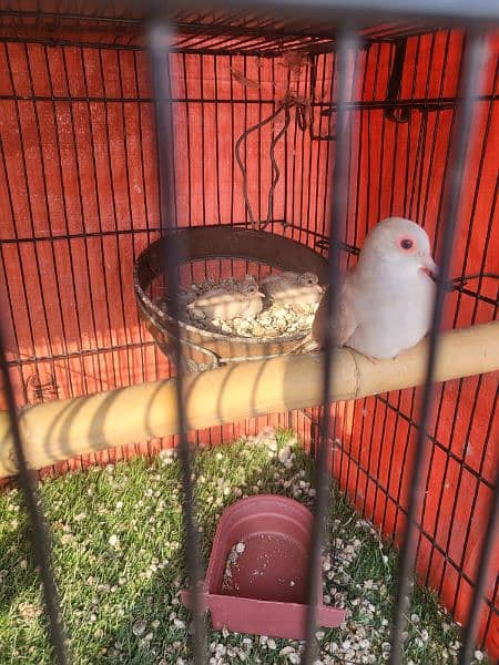 Urgent Sale Finches & dimond dove In Lahore also cages 7