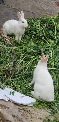 rabbits very beautiful total prices 03269189860