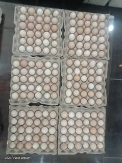 Desi Eggs For Sale 0