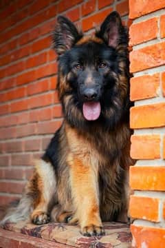 German shepherd male puppy available 8month old
