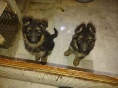 all breed available adults puppies dog available