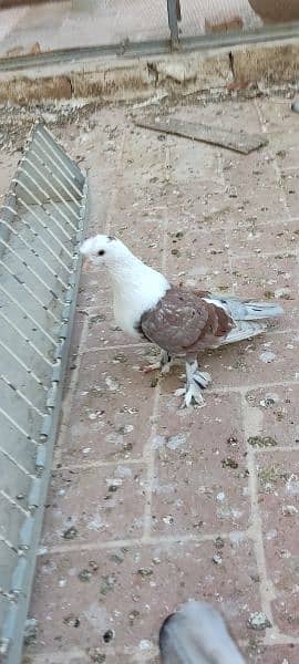 settinet pigeon karbali pigeon 5