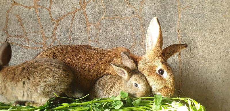 Flemish Gaint Rabbits Pair | 5kg + Breed Bunnies 2