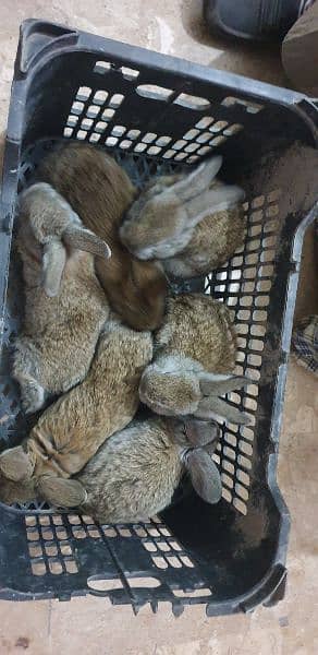Flemish Gaint Rabbits Pair | 5kg + Breed Bunnies 3