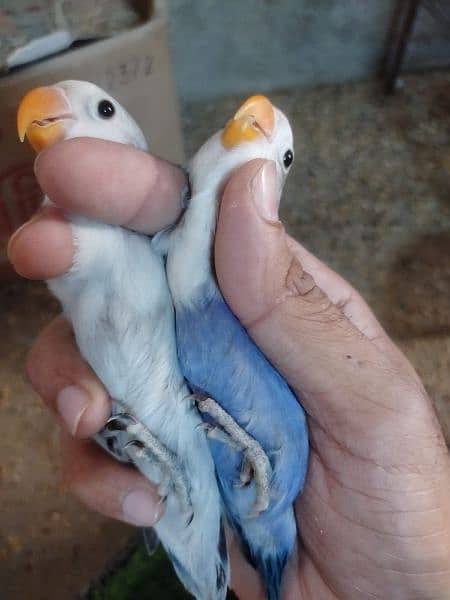 Albino Parblue lotino blue voilet show quality birds read description 12