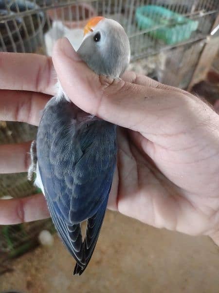 Albino Parblue lotino blue voilet show quality birds read description 17