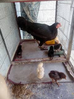 Aseel black Female with 6 chicks