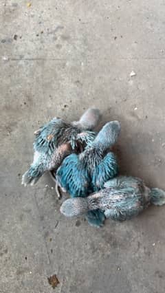 beautiful blue chicks available