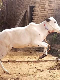 Kheeri Wachi Fateh Jangi for sale/ pure kot Fateh Khan breed