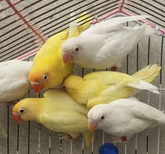 Love birds  | Albino red eye | Creamino | Decino | parrot