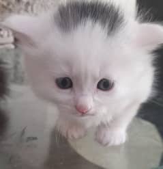 Cute babies cat for sale