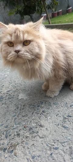 persian cat tripple coat punch face