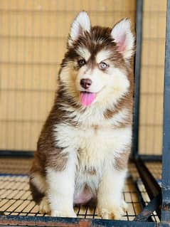 EXTREME QUALITY SIBIREAN HUSKY PUPPY FOR SALE