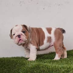 EXTREME QUALITY ENGLISH BULL DOG PUPPY FOR SALE