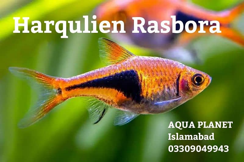Beautiful Aquarium Fishes 8