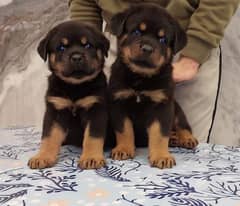 TOP LINE ROTTWELLER PUPPY FOR SALE