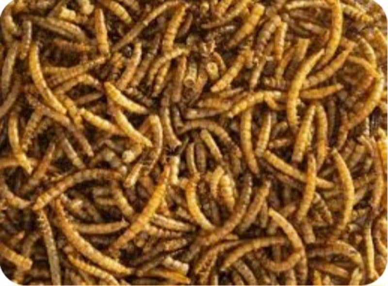 live healthy and active Mealworms 1.5 Rs/pcs 2