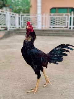 red eye burmii cock . healthy and active