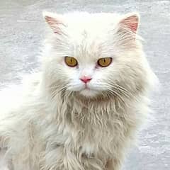 triple coat heavy furry beautiful persion male cat 0