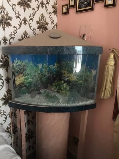 corner aquarium