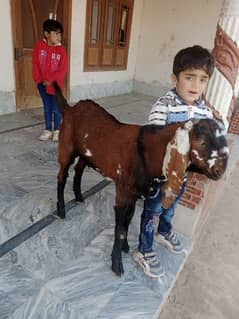 Desi Goat for Sale