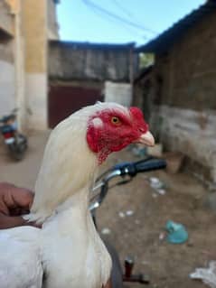 ASEEL PAPER WHITE HERA MALE for sale
