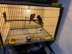 row parrot 100% breader pair for sale