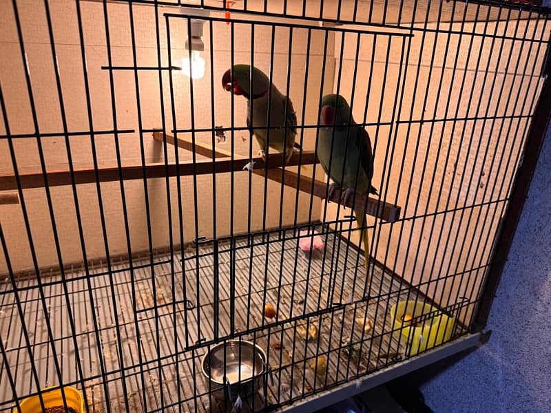 row parrot 100% breader pair for sale 1