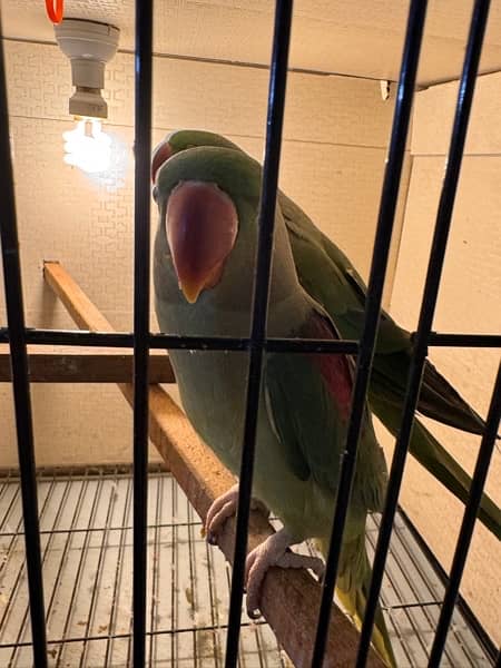 row parrot 100% breader pair for sale 2