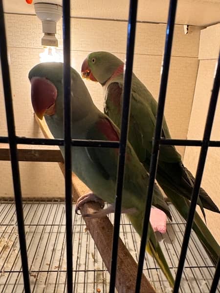 row parrot 100% breader pair for sale 3