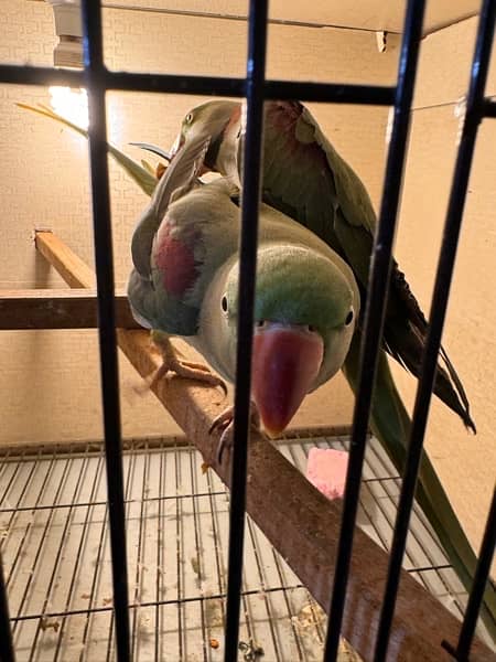 row parrot 100% breader pair for sale 4