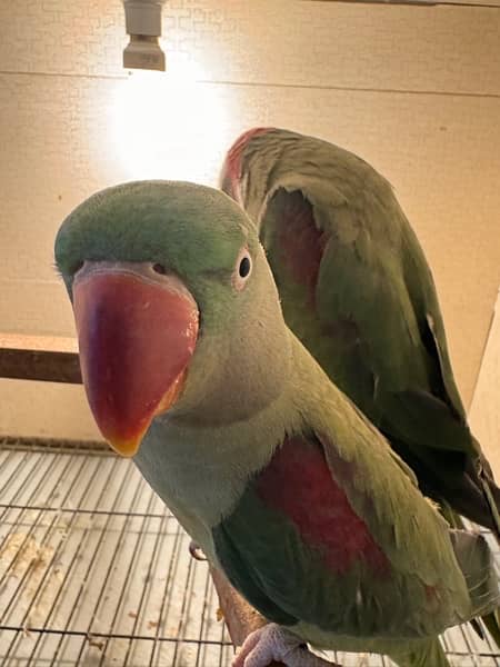 row parrot 100% breader pair for sale 5