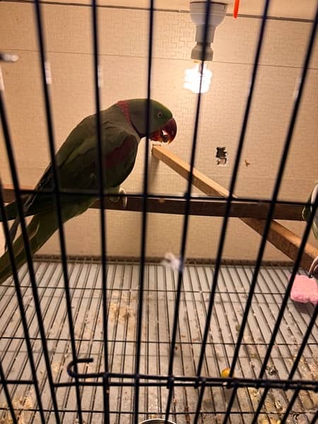 row parrot 100% breader pair for sale 6